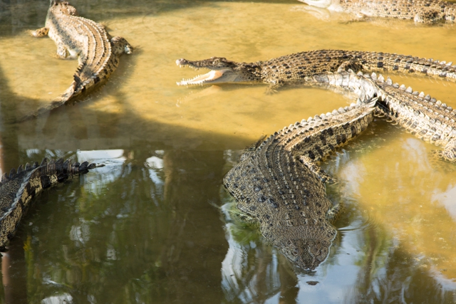 Teluk Sengatクロコダイルファーム Teluk Sengat Crocodile Farm