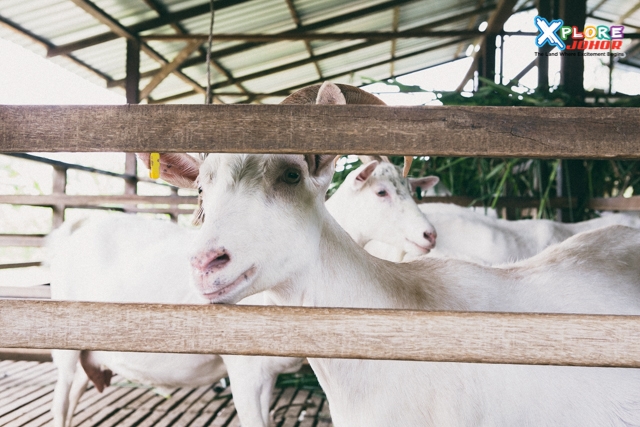 Rassuria Dairy Goat Farm Rassuria Dairy Goat Farm