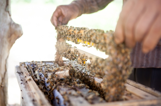 ニクタルビーファーム Nictar Bee Farm